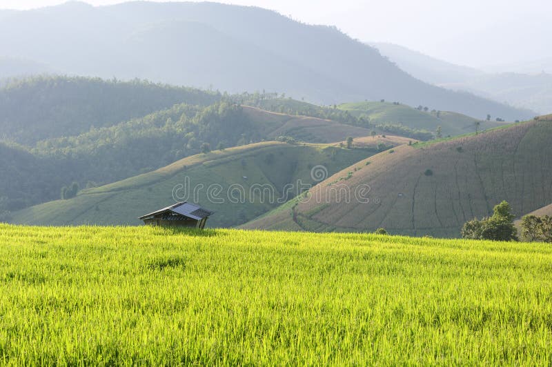 A casa de campo no campo de almofada do arroz