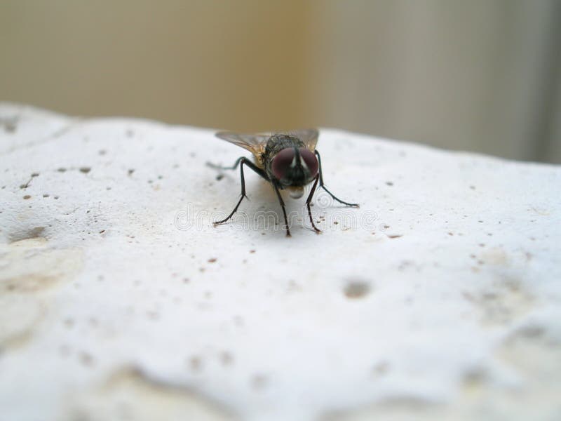Casa fly1 fotos de stock Casa fly1 fotos de stock