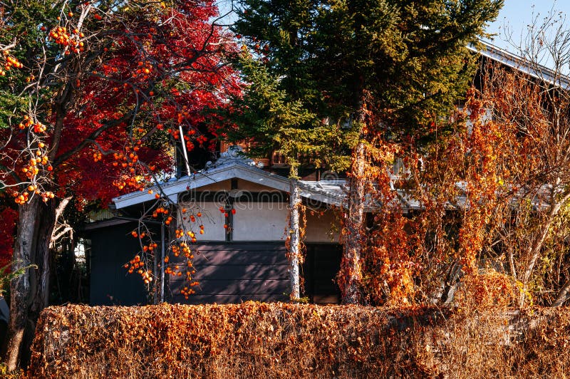Casa japonesa local vieja con el árbol colorido del otoño y el árbol de caqui fotos de archivo Casa japonesa local vieja con el árbol colorido del otoño y el árbol de caqui fotos de archivo