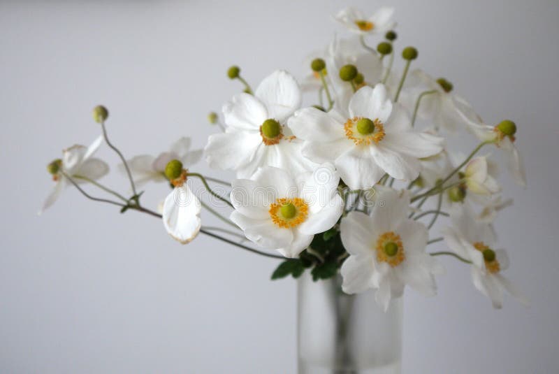 Casa: l'anemone bianco fiorisce il vaso di vetro fotografia stock libera da diritti Casa: l'anemone bianco fiorisce il vaso di vetro fotografia stock libera da diritti