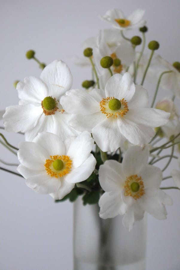 Casa: l'anemone bianco fiorisce il vaso di vetro - vicino immagine stock libera da diritti Casa: l'anemone bianco fiorisce il vaso di vetro - vicino immagine stock libera da diritti