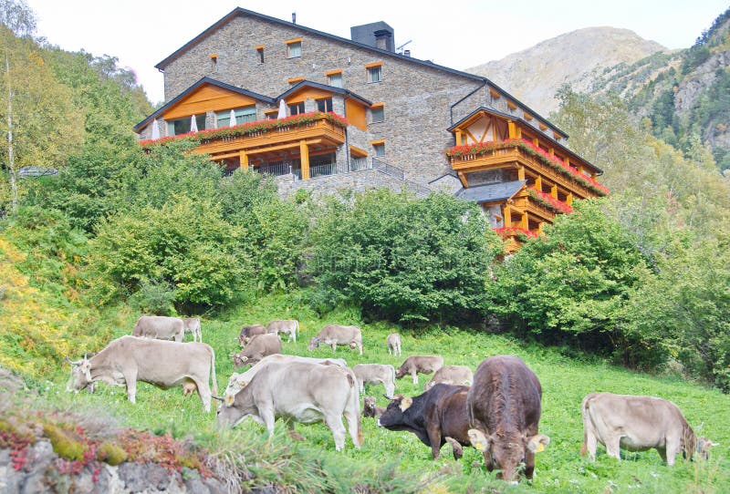 Casa scura tipica dell'Andorra del mattone con il pascolo delle mucche fotografia stock Casa scura tipica dell'Andorra del mattone con il pascolo delle mucche fotografia stock