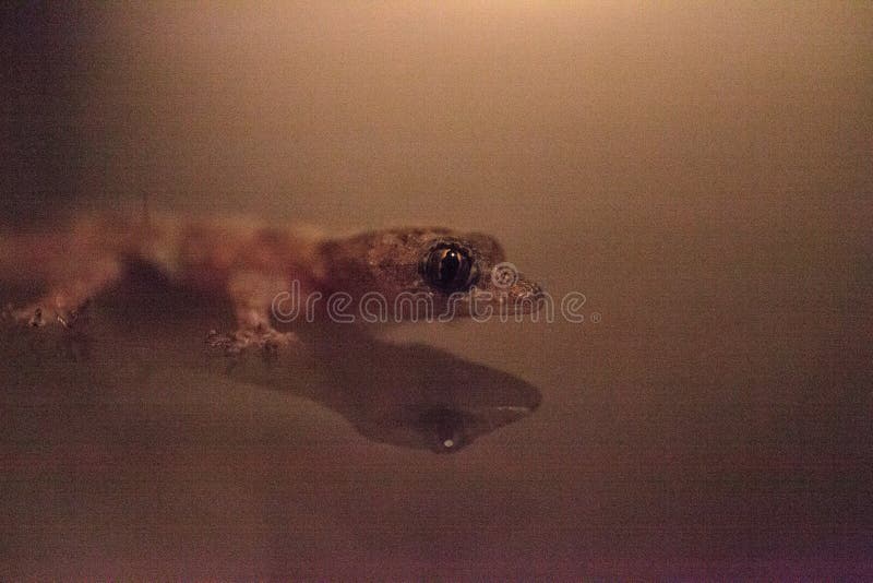 Casa tropical bebê gecko hemidactylus mabouia