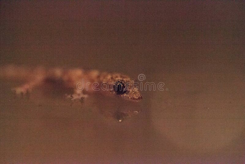 Casa tropical bebê gecko hemidactylus mabouia
