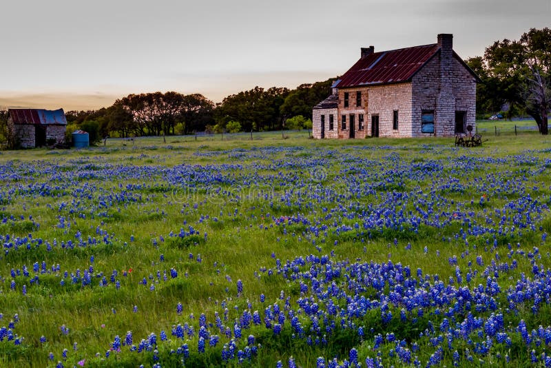 Casa velha de Abandonded em Texas Wildflowers foto de stock Casa velha de Abandonded em Texas Wildflowers foto de stock