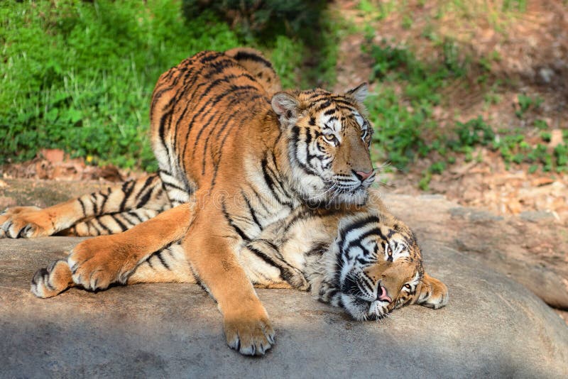 Homem Do Tigre Na Reserva Do Jogo Em África Do Sul Imagem de Stock