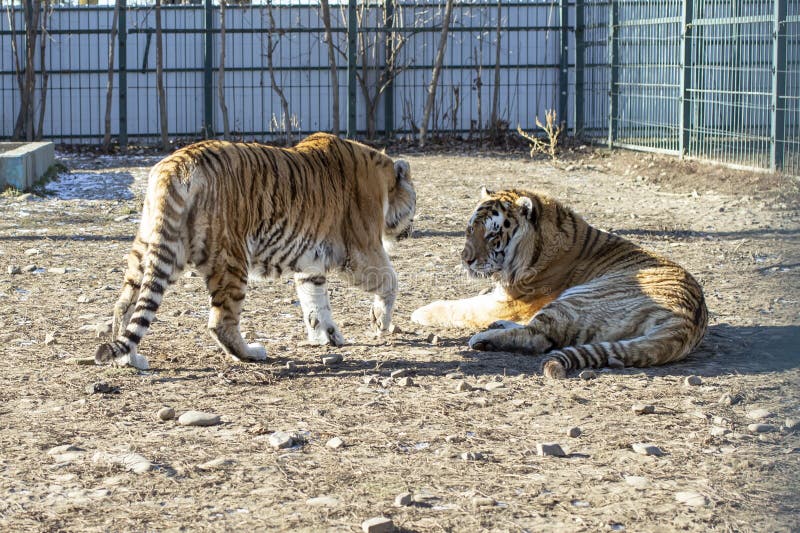 Homem Do Tigre Na Reserva Do Jogo Em África Do Sul Imagem de Stock