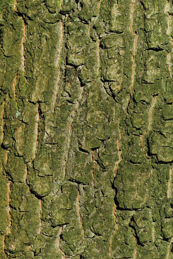 Bark of oak tree, texture, macro photo. Bark of oak tree, texture, macro photo