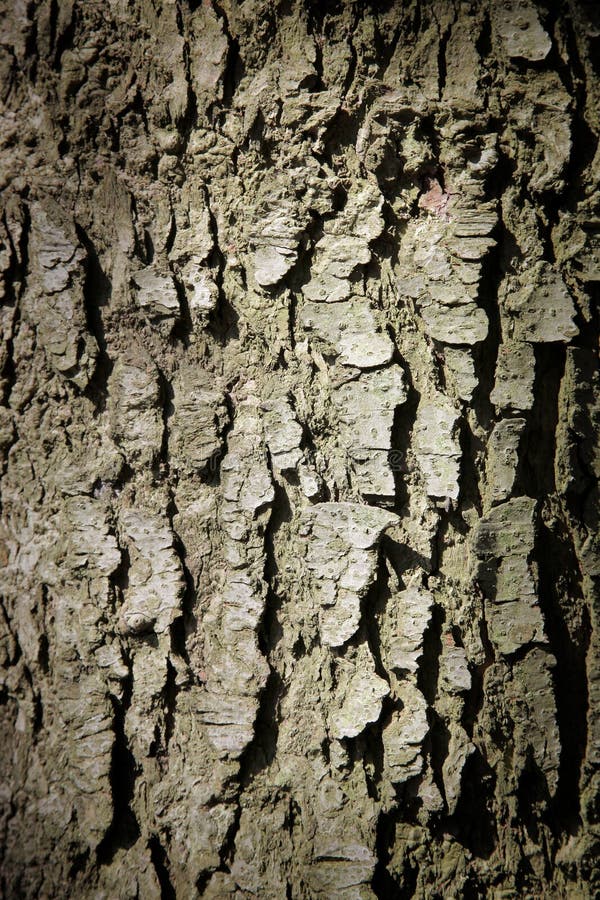 Macro shot of tree bark - full frame. Macro shot of tree bark - full frame