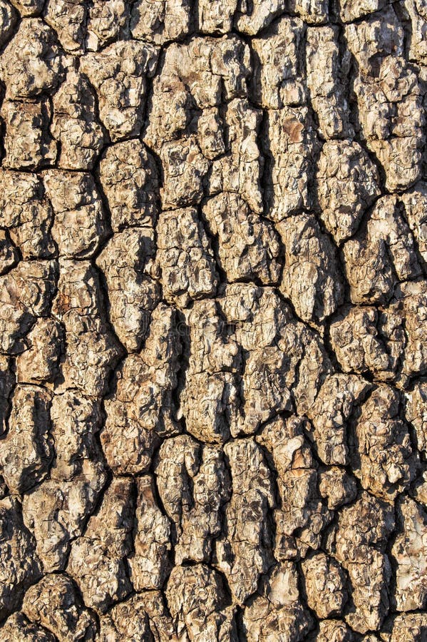 Tree bark showing details, textures, and patterns. Tree bark showing details, textures, and patterns