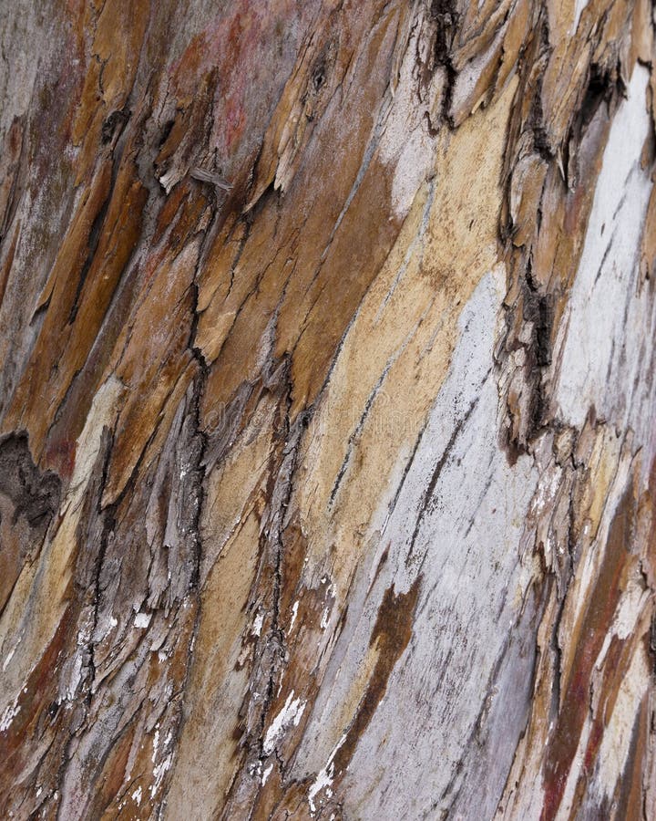 A background detail of tree bark peeling off. A background detail of tree bark peeling off.