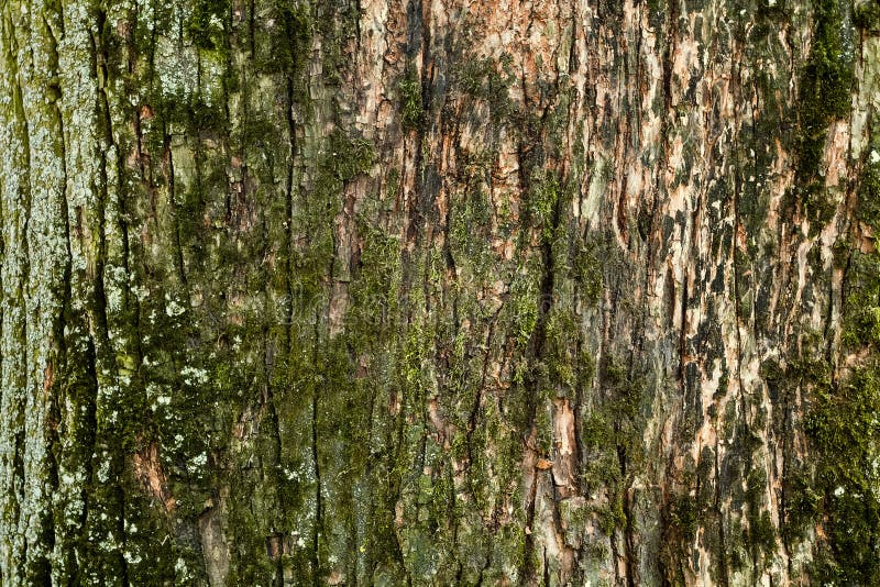 Rough tree bark horizontal format. Rough tree bark horizontal format