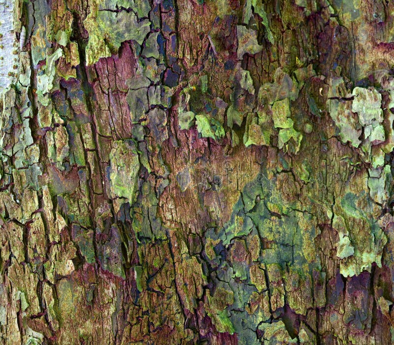 Close up of apple tree bark as a interesting background. Close up of apple tree bark as a interesting background