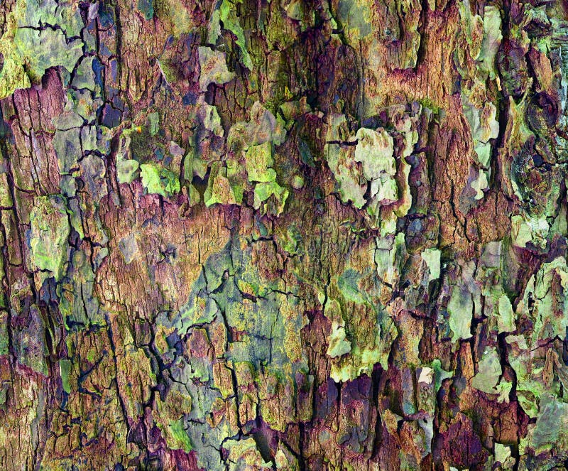 Close up of apple tree bark as a interesting background. Close up of apple tree bark as a interesting background