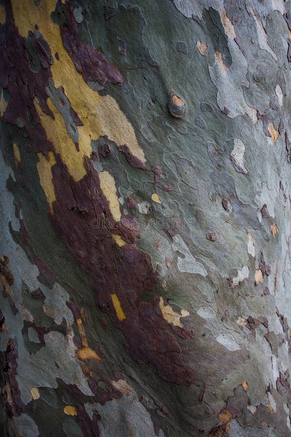Natural platan tree bark background. Natural platan tree bark background.
