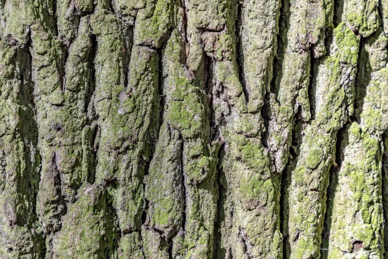 Detail of oak tree bark gives a harmonic background. Detail of oak tree bark gives a harmonic background