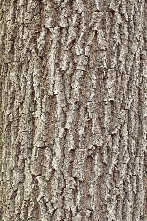 Oak tree bark texture background. Oak tree bark texture background