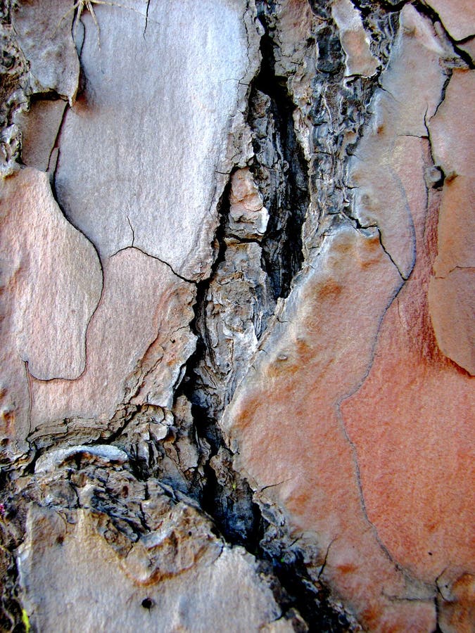 Macro photograph of the textures and patterns from a Pine tree. Macro photograph of the textures and patterns from a Pine tree