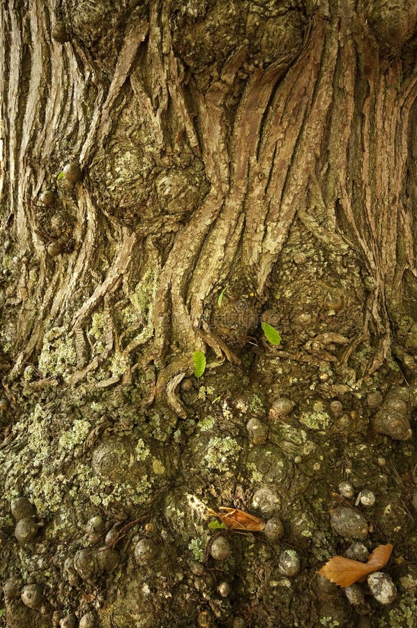 Ancient chestnut tree detail at autumn. Ancient chestnut tree detail at autumn