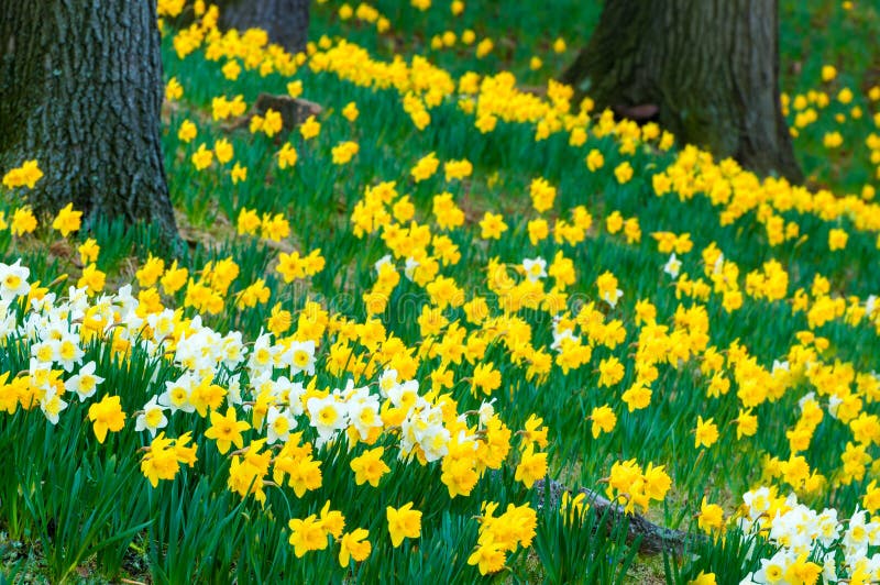 234 Daffodil Hill Photos Free & RoyaltyFree Stock Photos from Dreamstime
