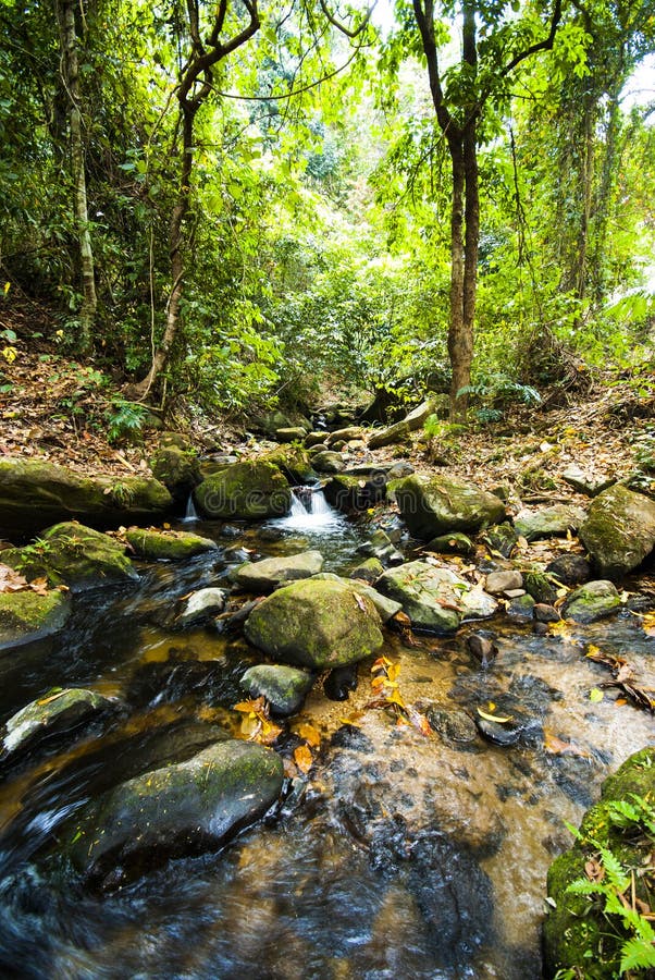 Cascade Falls Over Mossy Rocks Stock Image Image Of Environment Rain