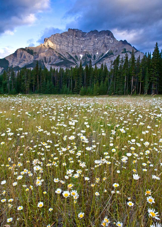 Wild Flowers And Mountain Meadows Along The Hidden Pass Trail Stock