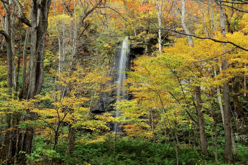 Cascade mystérieuse dans la forêt d'automne de parc national de Towada Hachimantai, Aomori Oirase Japon photos stock Cascade mystérieuse dans la forêt d'automne de parc national de Towada Hachimantai, Aomori Oirase Japon photos stock