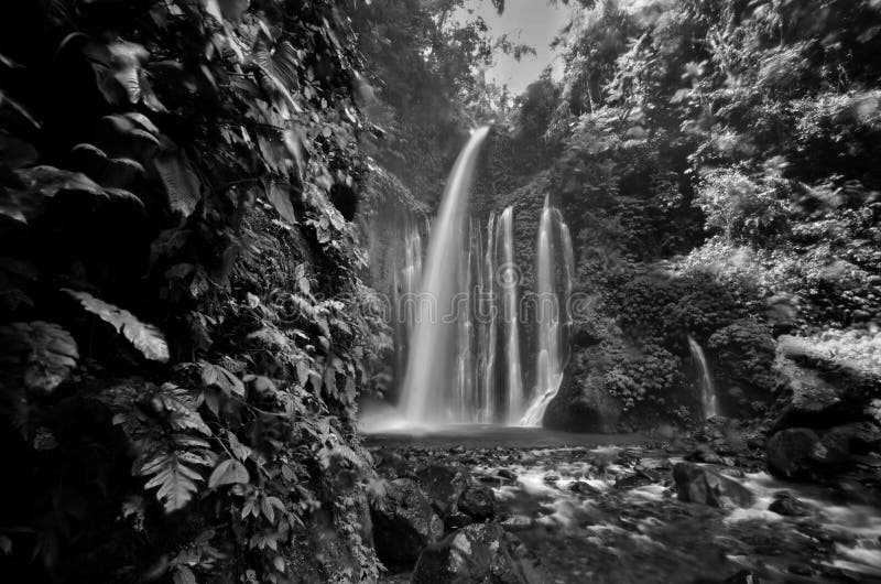 Cascade noire et blanche stupéfiante de Tiu Kelep de beaux-arts près de Rinjani, Senaru Lombok Indonésie Asie du Sud-Est
Les per image libre de droits Cascade noire et blanche stupéfiante de Tiu Kelep de beaux-arts près de Rinjani, Senaru Lombok Indonésie Asie du Sud-Est
Les per image libre de droits