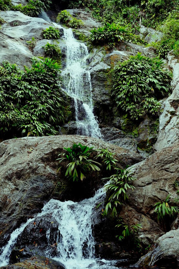 Cascade profondément dans la forêt tropicale amazonienne avec la végétation luxuriante image stock Cascade profondément dans la forêt tropicale amazonienne avec la végétation luxuriante image stock