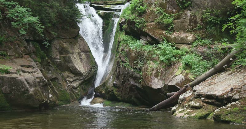 Cascade pure d'eau douce dans la forêt clips vidéos