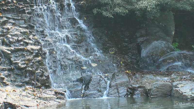 Cascade pure d'eau douce dans la forêt clips vidéos