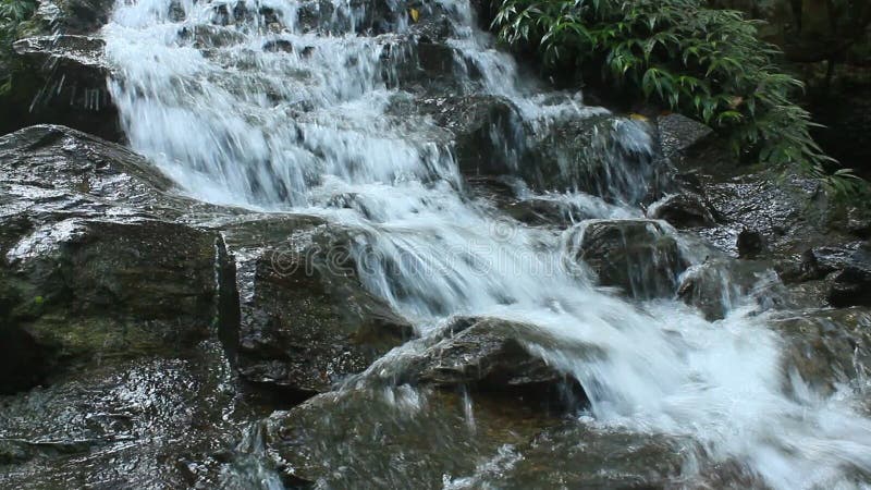 Cascade pure d'eau douce dans la forêt clips vidéos