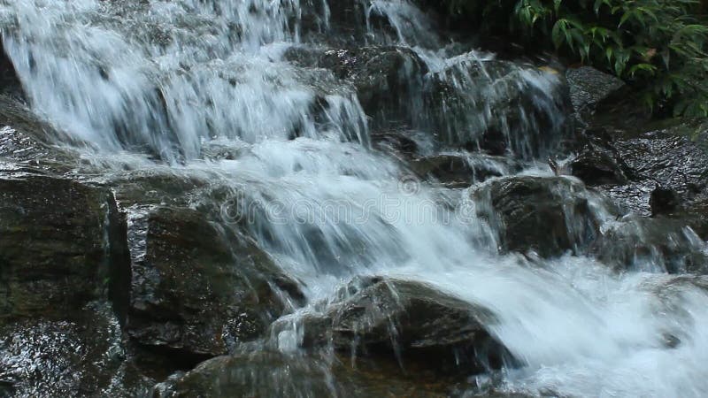 Cascade pure d'eau douce dans la forêt clips vidéos