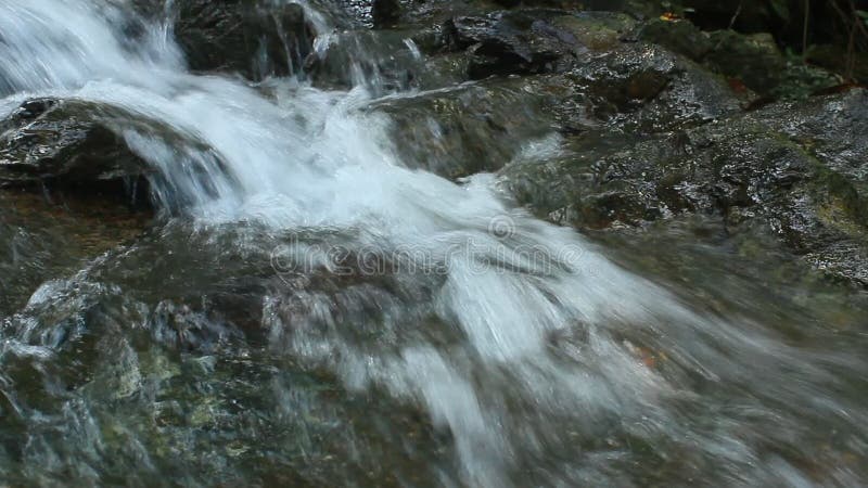 Cascade pure d'eau douce dans la forêt banque de vidéos