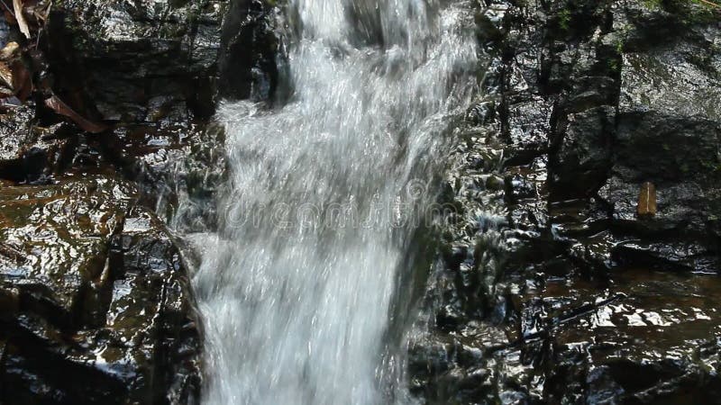 Cascade pure d'eau douce dans la forêt banque de vidéos