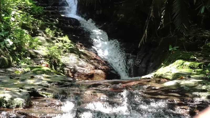 Cascade Sereine dans une Verdure Luxuriante clips vidéos