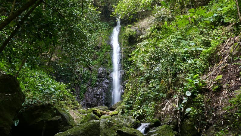 Cascade à écriture ligne par ligne dans la forêt tropicale tropicale