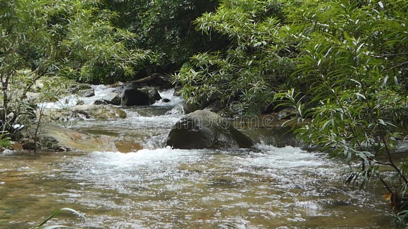 Cascade à écriture ligne par ligne dans la forêt tropicale tropicale