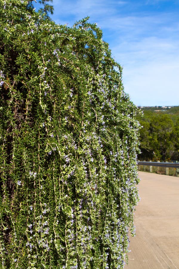 Cascading Rosemary bush stock image. Image of garden 34903201