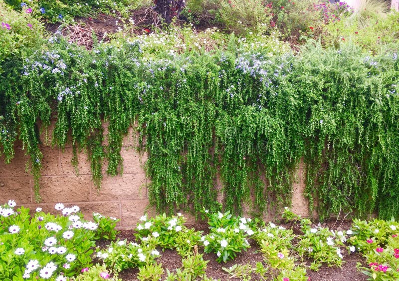 Cascading Vine with Blue Flowers Stock Image Image of wall, blue