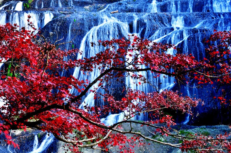 Fukuroda waterfall hidden behind red maple tree during autumn koyo season in Japan. Fukuroda waterfall hidden behind red maple tree during autumn koyo season in Japan