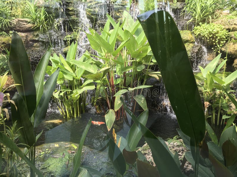 Cascata di pietra tropicale con il pesce operato di Koi o della carpa e piante tropicali immagini stock libere da diritti Cascata di pietra tropicale con il pesce operato di Koi o della carpa e piante tropicali immagini stock libere da diritti