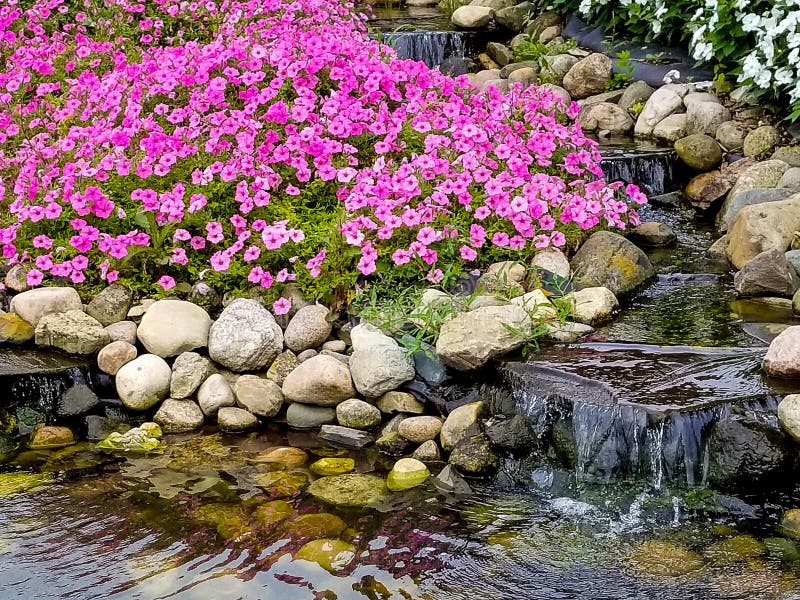 Cascata e petunie in giardino di rocce immagini stock libere da diritti Cascata e petunie in giardino di rocce immagini stock libere da diritti