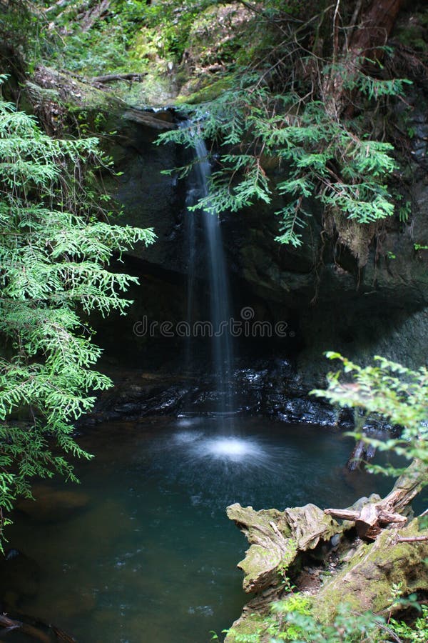 Cascata nella foresta del redwood immagini stock Cascata nella foresta del redwood immagini stock