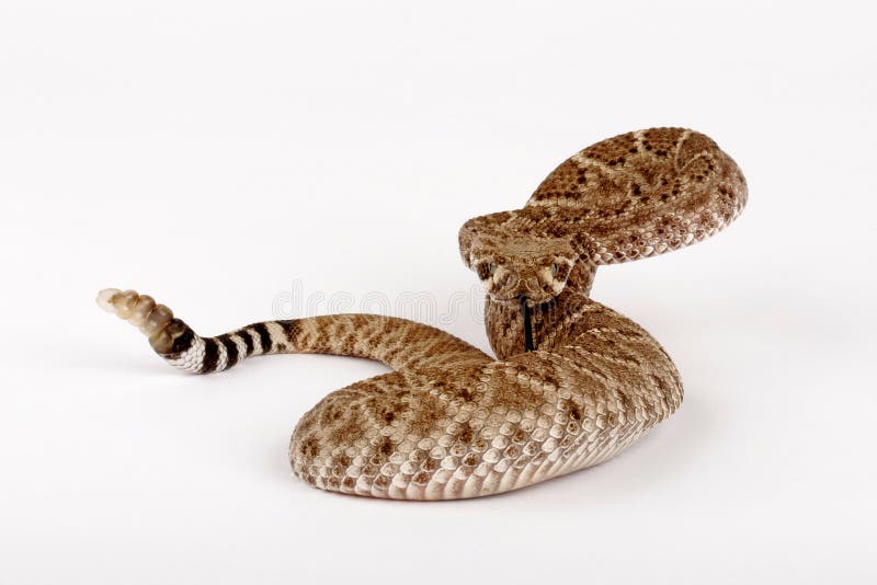 Cascavel Diamante Ocidental foto de stock royalty free