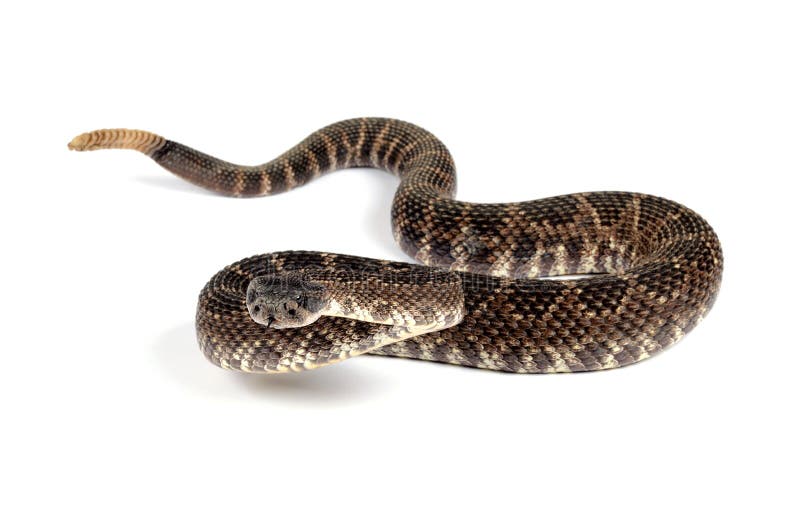 Cascavel do Pacífico Sul (Crotalus viridis helleri) imagens de stock