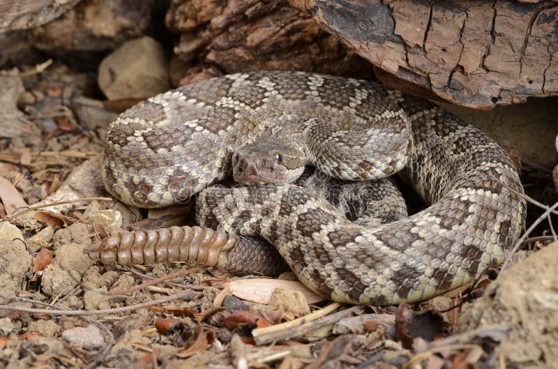 Cascavel do Pacífico Sul (Crotalus viridis helleri) foto de stock