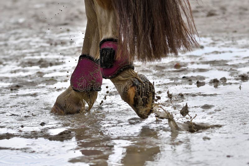 Fotos de Frente de cavalo, Imagens de Frente de cavalo sem royalties