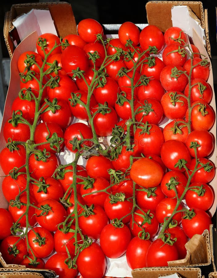 Case of Red Tomatoes in the Summer Sun Ready for Sale Stock Image