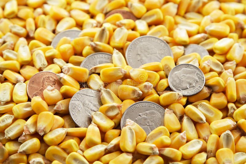 Cash Corn Crop